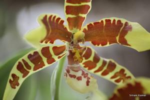 Rossioglossum Rawdon Jester