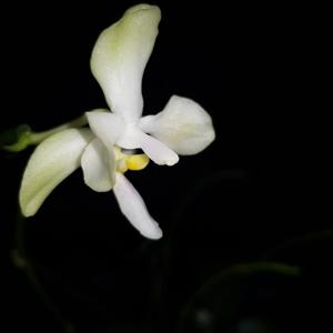 Phalaenopsis TH Pearl