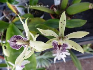 Prosthechea Synergistic Dream