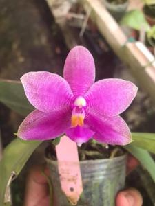 Phalaenopsis Borneo Star