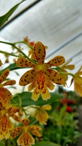 Epidendrum Gold Dust