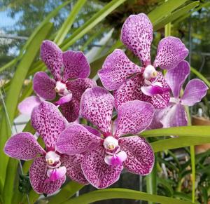 Vanda Crownfox Freckles