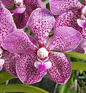 Vanda Crownfox Freckles