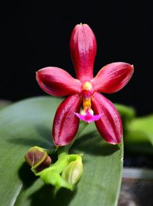 Phalaenopsis bellina-mannii