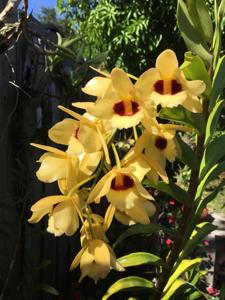 Dendrobium Gatton Sunray