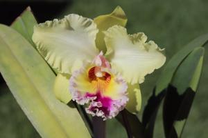 Rhyncholaeliocattleya Shining Gold
