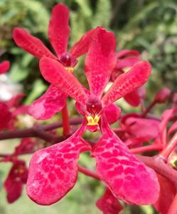 Renanthera Manila