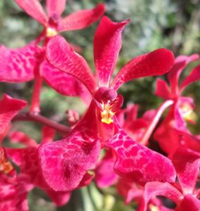 Renanthera Manila