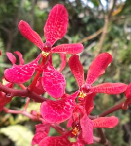 Renanthera Manila