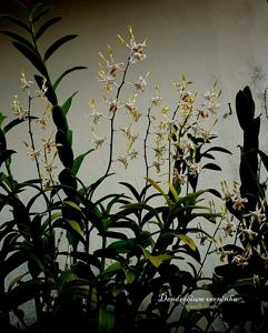 Dendrobium Verninha