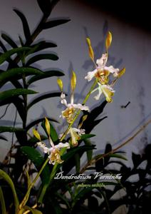 Dendrobium Verninha