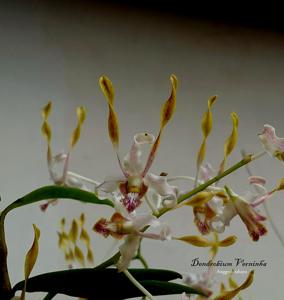 Dendrobium Verninha