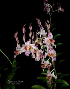 Dendrobium Salak