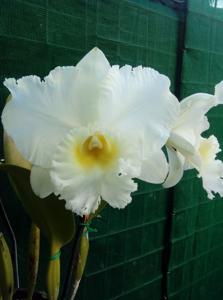 Rhyncholaeliocattleya Burdekin Bells