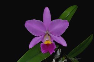 Cattleya Thüringen