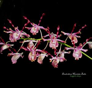 Dendrobium Henriette Bedie