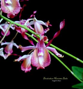 Dendrobium Henriette Bedie