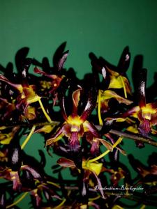 Dendrobium Black Spider