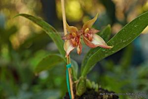 Bulbophyllum Elizabeth Ann-mandibulare