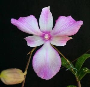 Dendrobium Nadine Caroline Candra
