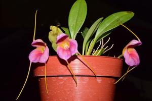 <i>Masdevallia</i> Swiss Medicine