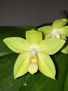 Phalaenopsis Guadalupe Pineda