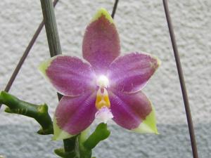 Phalaenopsis CTL Venolina Tetrlacea