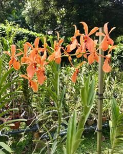 Mayara Prince Norodom Sihanouk