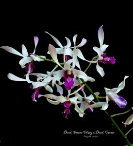 Dendrobium Selene Change-Caesar