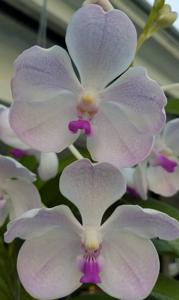 Vanda Edwin's White Romance