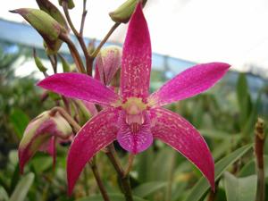 Dendrobium Awesome