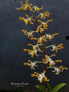 Dendrobium Kakela