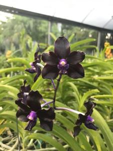 Vanda Motes Midnight