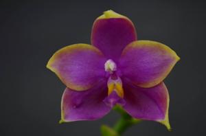 Phalaenopsis Summer Dance Queen