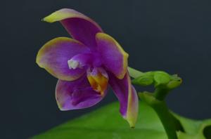 Phalaenopsis Summer Dance Queen