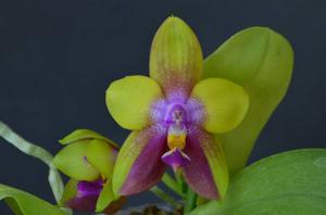 Phalaenopsis Yin's Kaiulani Eagle