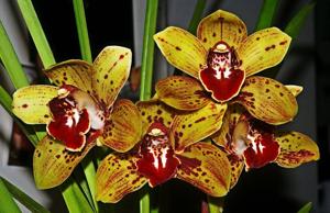 Cymbidium Darch Dots