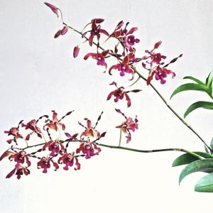 Dendrobium Alice Kiat Kim Tan