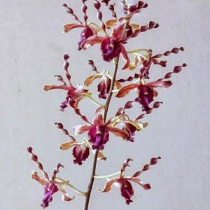 Dendrobium Alice Kiat Kim Tan