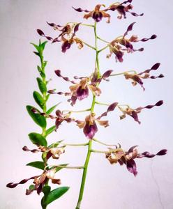 Dendrobium Alice Kiat Kim Tan