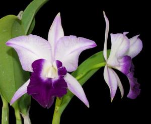 Cattleya Memoria Robert Strait