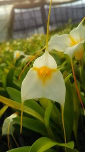 Masdevallia Night Shade