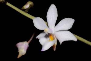 Vandaenopsis Pilialoha