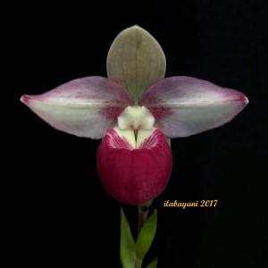 Phragmipedium Cardinale