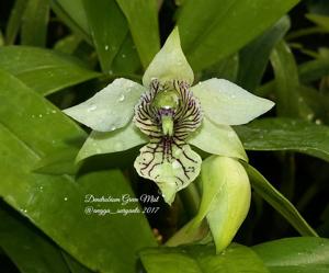 Dendrobium Green Mist