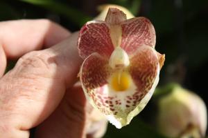 Catasetum tapiriceps