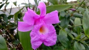 Sobralia Nick Rogers