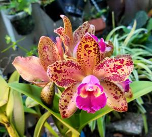 Rhyncholaeliocattleya Waianae Leopard