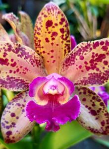 Rhyncholaeliocattleya Waianae Leopard