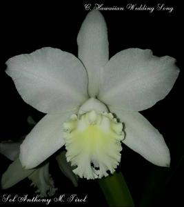 Cattleya Hawaiian Wedding Song